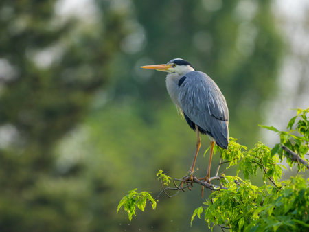 A Grey Heron standing on a tree on a sunny morning in springtime, Vienna (Austria)の写真素材