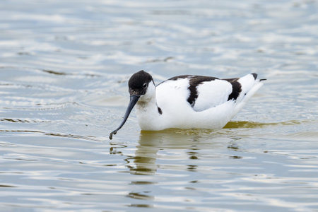 A Pied Avocet walking in shallow water, springtime in Camargue (Provence, France)の写真素材