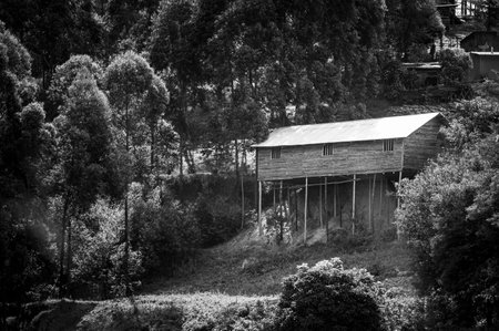 A wooden house on stilts between eucalyptus trees on a small island on Lake Bunyony in Ugandaの写真素材