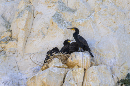 A group of great cormorants resting in their nests on a cliff near the sea in northern Franceの写真素材