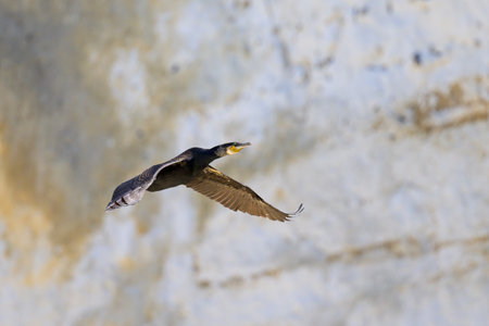 A Great Cormorant flying in front of the cliffs, sunny day in summer in northern Franceの写真素材
