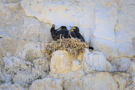 A group of great cormorants resting in their nests on a cliff near the sea in northern France