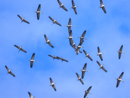 A group of Common Cranes flying blue sky, sunny day in springtime in Camargue (France)の写真素材