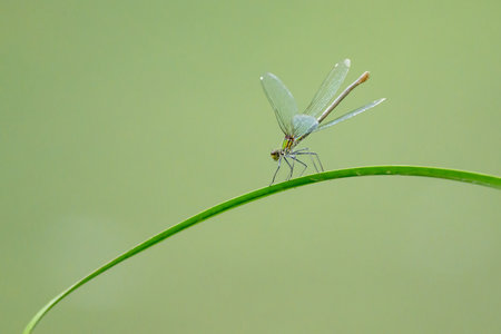 A female banded demoiselle (Calopteryx splendens) resting on a grass, sunny day in summer, Vienna (Austria)の写真素材