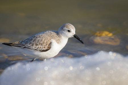 A Sanderling running along the shore of the sea, sunny day in early springtime, Camargue (France)