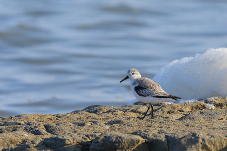 A Sanderling running along the shore of the sea, sunny day in early springtime, Camargue (France)
