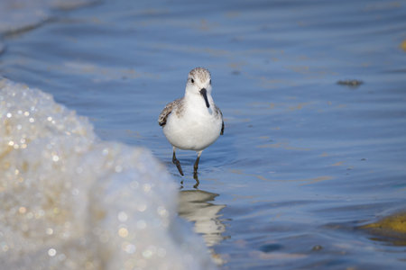 A Sanderling running along the shore of the sea, sunny day in early springtime, Camargue (France)