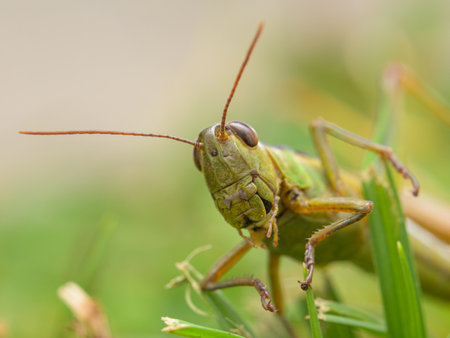 Portrait of a green grasshopper (Mecostethus parapleurus) sitting in the grass, sunny day in autumn,...