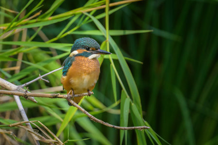 A common kingfisher sitting on a branch, autumn (Vienna, Austria)の写真素材