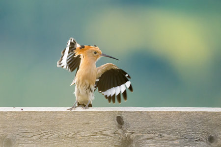 A Eurasian Hoopoe taking off a wooden fence, sunny morning in summer (Italy)の写真素材
