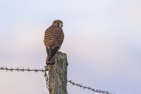 A Common Kestrel sitting on a wooden pole, sunny morning, summer in northern Franceの写真素材
