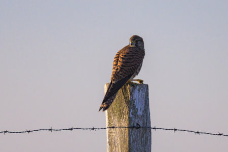 A Common Kestrel sitting on a wooden pole, sunny morning, summer in northern Franceの写真素材