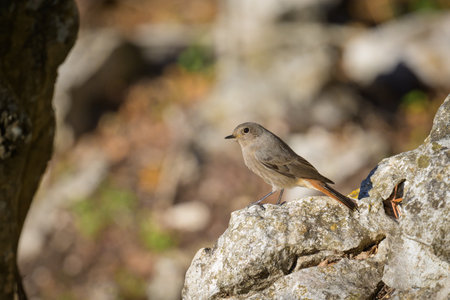 A Black Redstart sitting on a rock, sunny day in autumn in Cres (Croatia)の写真素材