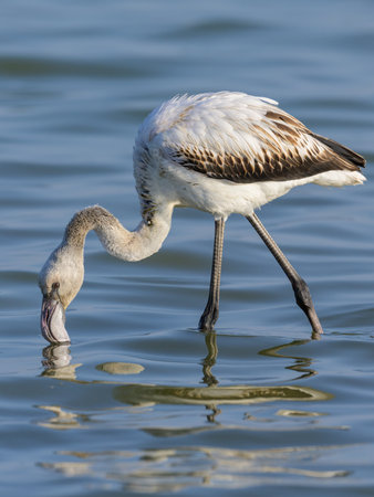 A young Greater Flamingo walking in the water, sunny morning in springtime, Camargue (Provence, France)の写真素材