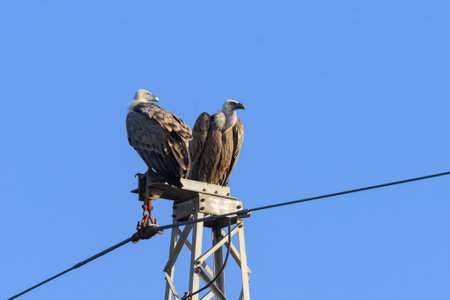 Two Griffon Vultures sitting on an electricity pole, sunny day in autumn in Cres (Croatia), blue skyの写真素材