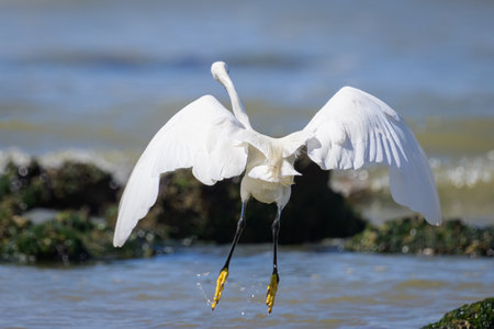 A Little Egret taking off a the beach, sunny day in northern France, blue sky