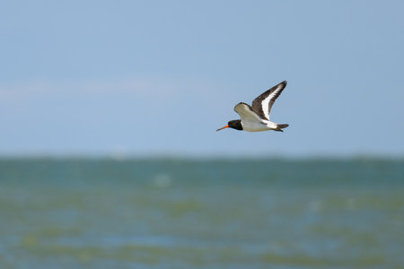 A Eurasian Oystercatcher flying over the beach on a sunny day in northern France