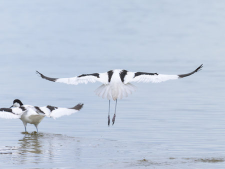 Pied avocets flying away from a pond, cloudy day in winter in Camargue (Provence, France)の写真素材