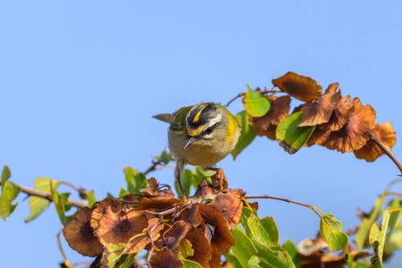 A Common Firecrest sitting on a bush, sunny day in autumn in Cres (Croatia)