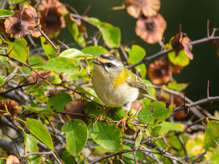 A Common Firecrest sitting on a bush, sunny day in autumn in Cres (Croatia)の写真素材
