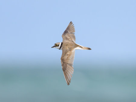 A Little Ringed Plover in flight on the beach, sunny day in summer, blue sky, northern Franceの写真素材