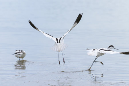 Pied avocets flying away from a pond, cloudy day in winter in Camargue (Provence, France)の写真素材