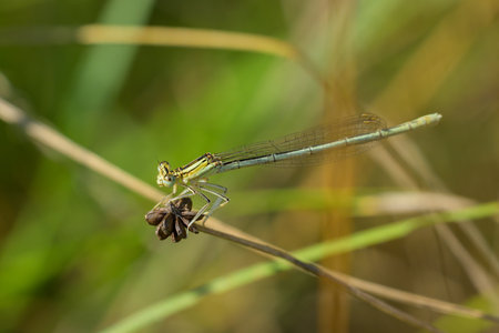 A blue featherleg damselfly (Platycnemis pennipes) resting on a plant, sunny day in summer