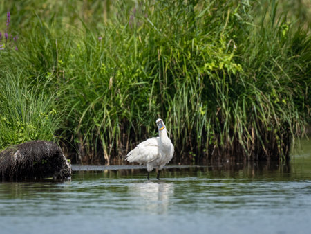 A spoonbill (Platalea leucorodia) standing in a river in Briere Nature Park (France), cloudy day in summerの写真素材