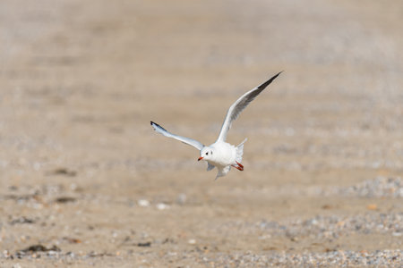 A black-headed gull (Chroicocephalus ridibundus) in flight on the beach in France, sunny day