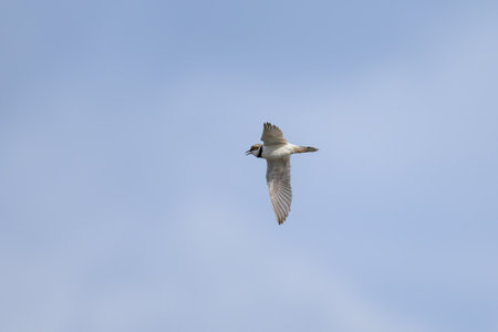 A Little Ringed Plover in flight on the beach, sunny day in summer, blue sky, northern France