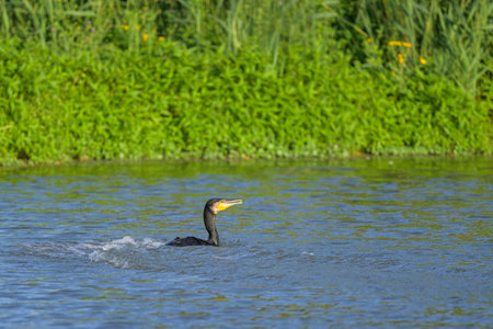 A great cormorant swimming on a pond, sunny day in summer in northern Franceの写真素材