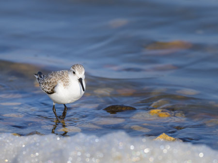 A Sanderling running along the shore of the sea, sunny day in early springtime, Camargue (France)の写真素材