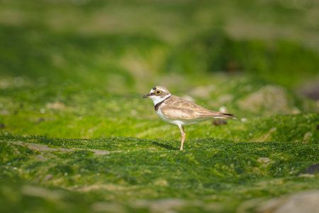 A Little Ringed Plover standing on the beach, low tide, sunny day in summer, northern Franceの写真素材