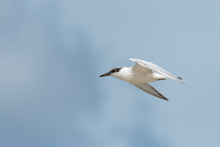 Young sandwich tern (Thalasseus sandvicensis) in flight blue sky, sunny day in summer, northern Franceの写真素材