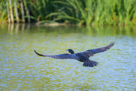 A great cormorant flying over a pond, sunny day in summer in northern Franceの写真素材