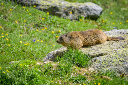An alpine marmot sitting on a rock on a sunny day in summer in South Tyrol (Italy)の写真素材