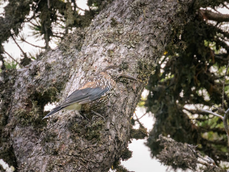 A spotted nutcracker sitting on a tree, cloudy day in summer, South Tyrol, Italy
