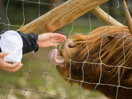 Child feeding Highland cattle in a park, cloudy day in autumn, Austriaの写真素材
