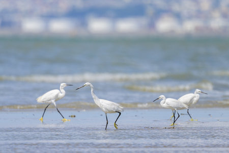 A Little Egret standing on the beach, sunny day in northern France