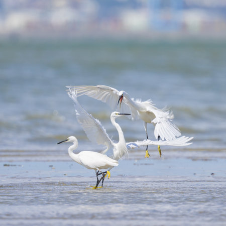 Two Little Egrets fighting on the beach, sunny day in northern France
