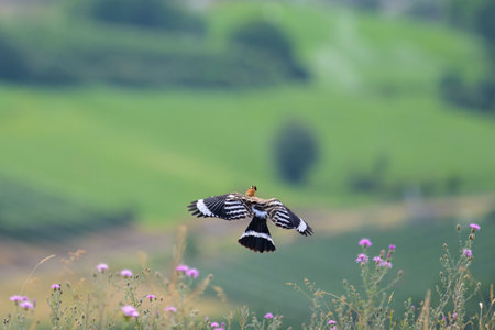 A Eurasian Hoopoe flying over a meadow, sunny morning in summer (Italy)