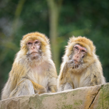 Two Barbary apes sitting in a zoo in Vienna (Austria), cloudy day in winter
