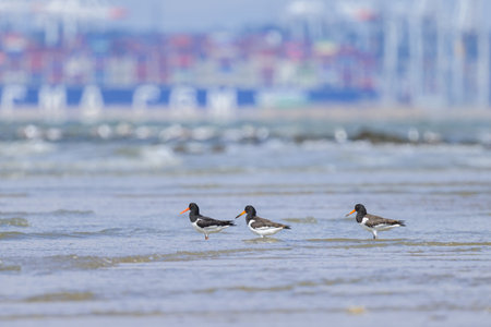Eurasian Oystercatcher standing on the beach near water, sunny day in summer, northern France