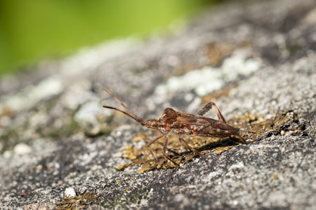 A Western conifer seed bug sitting on a rock, sunny day in autumn (Austria)の写真素材