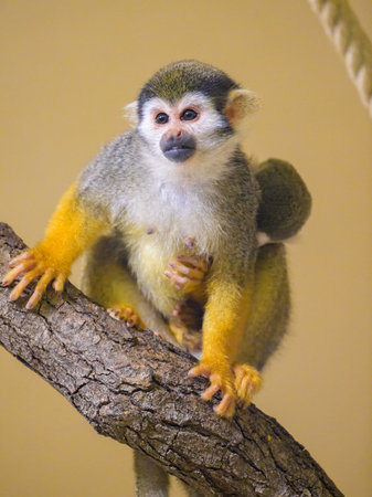 A Guianan squirrel monkey sitting on a branch, mother with child