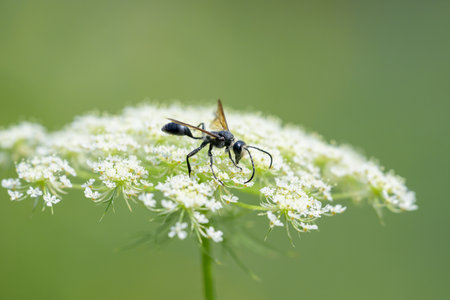 A Mexican Grass-carrying Wasp (Isodontia mexicana) feeding on a white flower, sunny day in summer,...