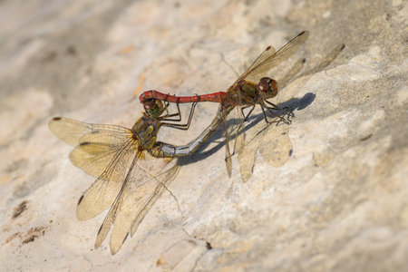 A pair of common darter dragonflies mating, resting on a rock