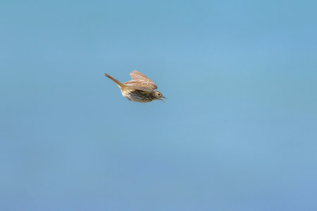 A Meadow Pipit flying on a sunny day in northern Franceの写真素材