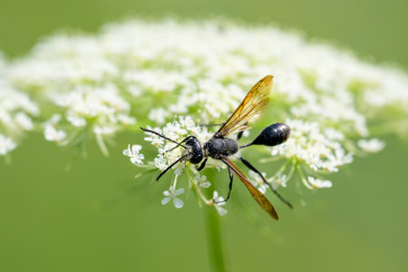 A Mexican Grass-carrying Wasp (Isodontia mexicana) feeding on a white flower, sunny day in summer,...