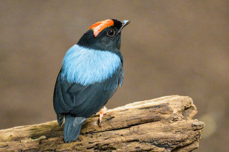 A Blue backed Manakin sitting on a branch in a zoo